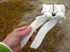 Ovibos moschatus