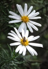 Olearia curticoma