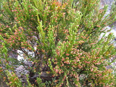 Erica inamoena
