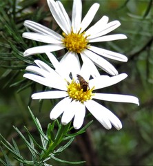 Olearia curticoma