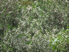 Philotheca trachyphylla