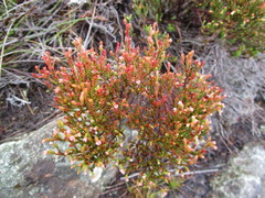 Erica inamoena
