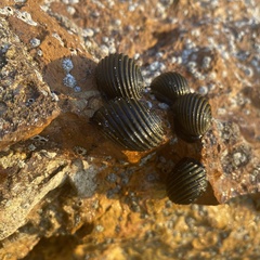 Nerita costata