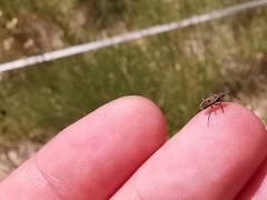 Graptopeltus lynceus