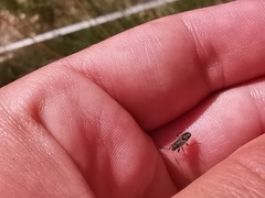 Graptopeltus lynceus