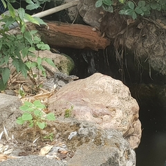 Varanus salvator bivittatus