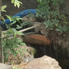 Varanus salvator bivittatus