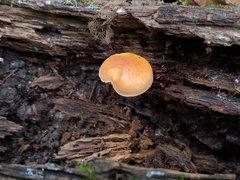 Gymnopilus liquiritiae