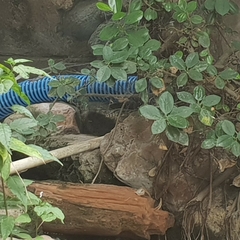 Varanus salvator bivittatus