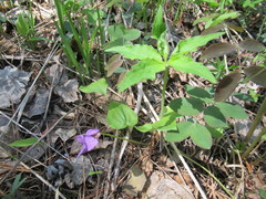 Viola dactyloides