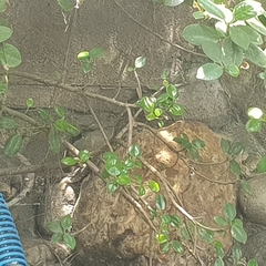 Varanus salvator bivittatus