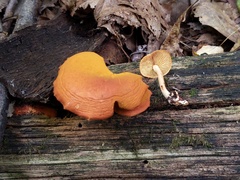 Gymnopilus liquiritiae