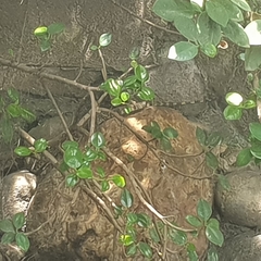 Varanus salvator bivittatus