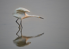 Egretta garzetta