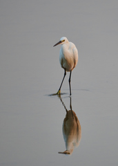 Egretta garzetta