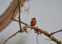 Alcedo atthis