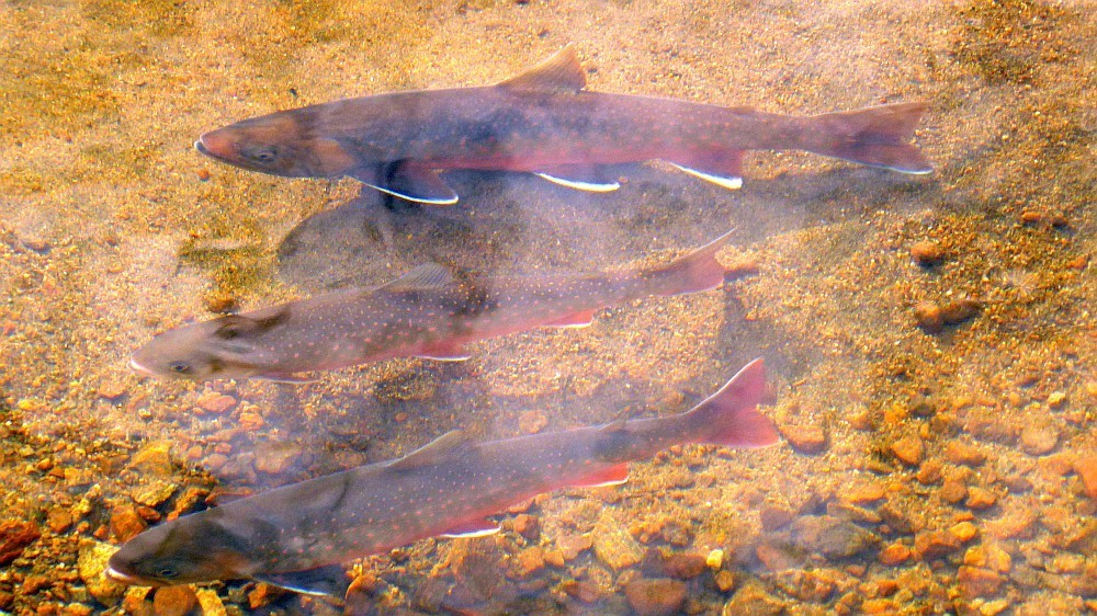 Arctic Char (Salvelinus alpinus)