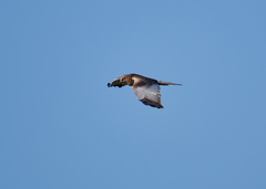Circus aeruginosus