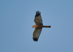 Circus aeruginosus