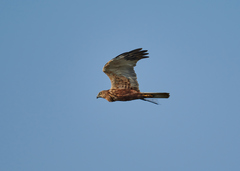 Circus aeruginosus