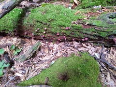 Callistosporium purpureomarginatum