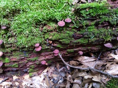 Callistosporium purpureomarginatum