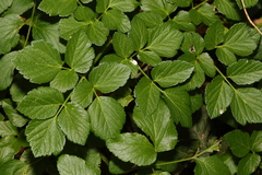 Smyrnium olusatrum