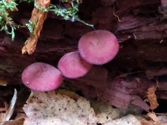 Callistosporium purpureomarginatum