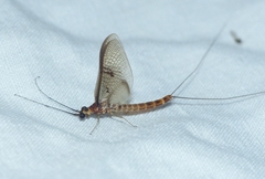 Ephemera lineata