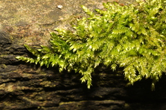 Brachythecium rutabulum