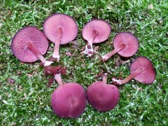 Callistosporium purpureomarginatum