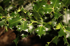 Ilex aquifolium