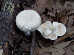 Cuphophyllus angustifolius