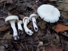 Cuphophyllus angustifolius