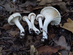 Cuphophyllus angustifolius