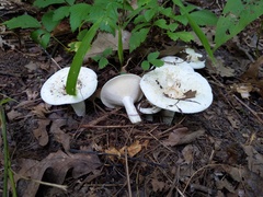 Lactifluus glaucescens