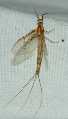 Ephemera glaucops