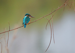 Alcedo atthis