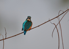 Alcedo atthis