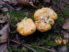 Cantharellus phasmatis