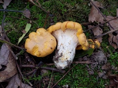 Cantharellus phasmatis