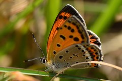 Lycaena panava