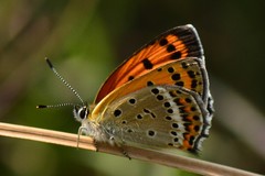 Lycaena panava