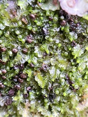 Liochlaena lanceolata