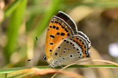 Lycaena panava