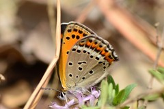 Lycaena panava