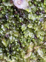 Liochlaena lanceolata