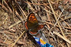 Lycaena panava