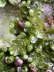 Liochlaena lanceolata