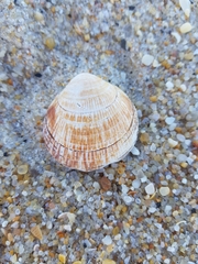 Glycymeris glycymeris